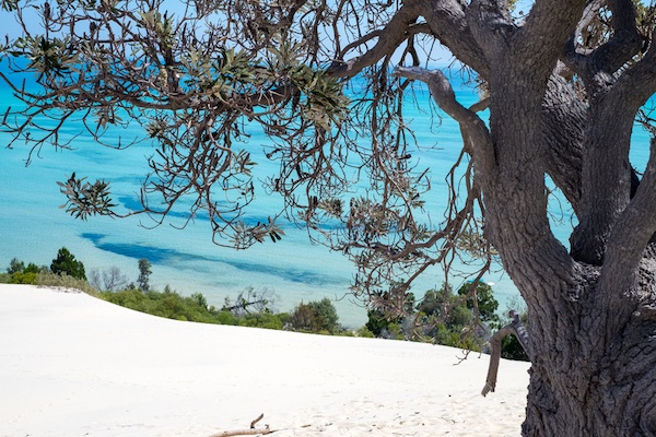 Moreton Island Trees Beach