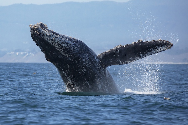 Whale Watching - whale breaching