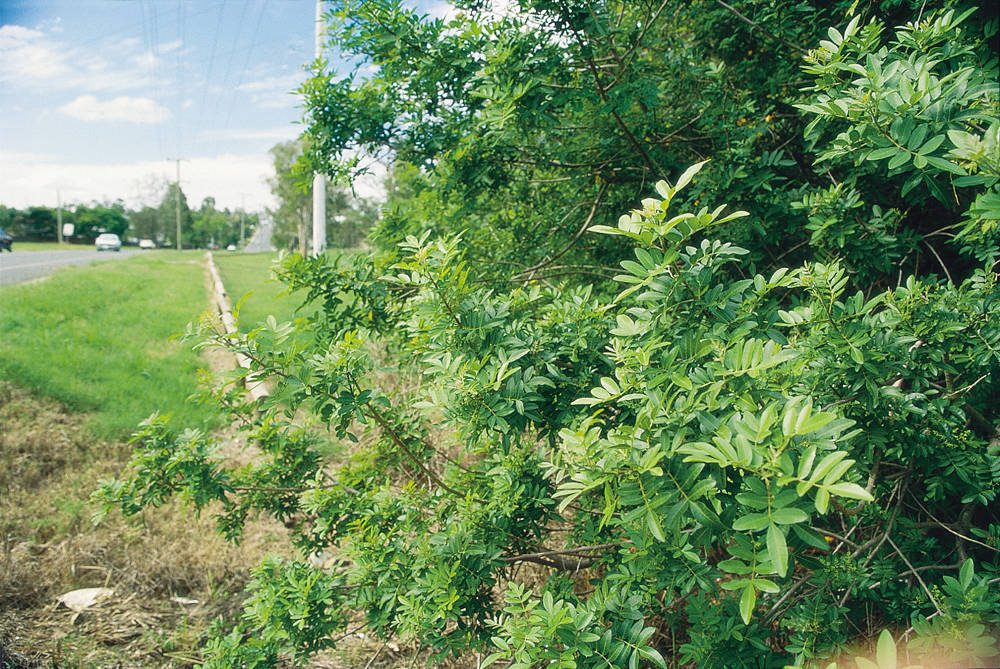 Declared species, the broad-leaved pepper tree