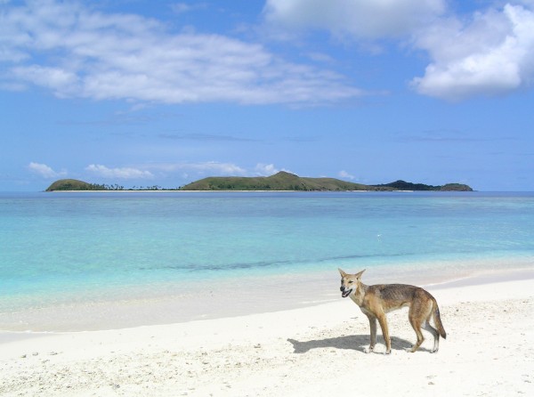 Dingo (feral dog native to Australia) on Fraser Island