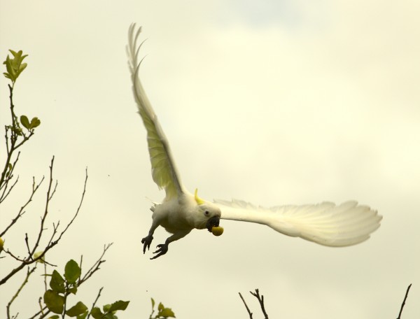 Cockatoo flying