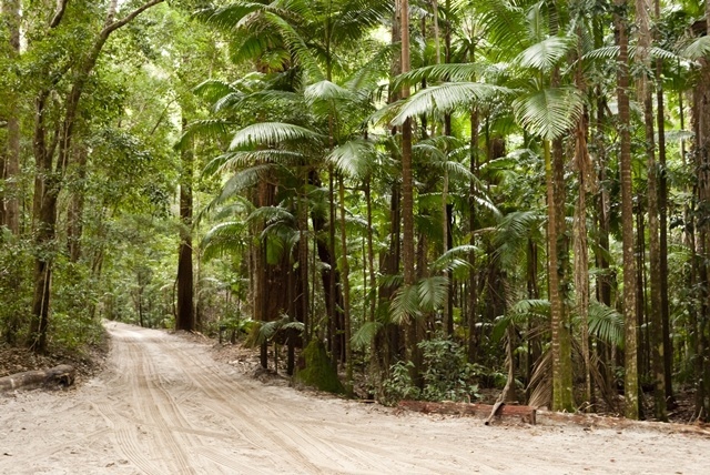 Fraser Island Rainforest 