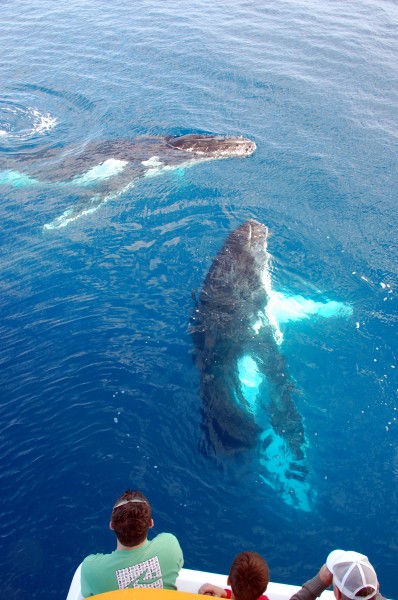 Humpback Whale Tours