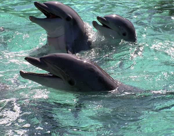 Tangalooma dolphin feeding